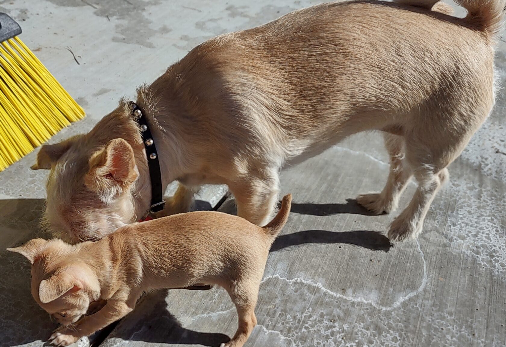 Mr. Pickles & Ms. Peaches