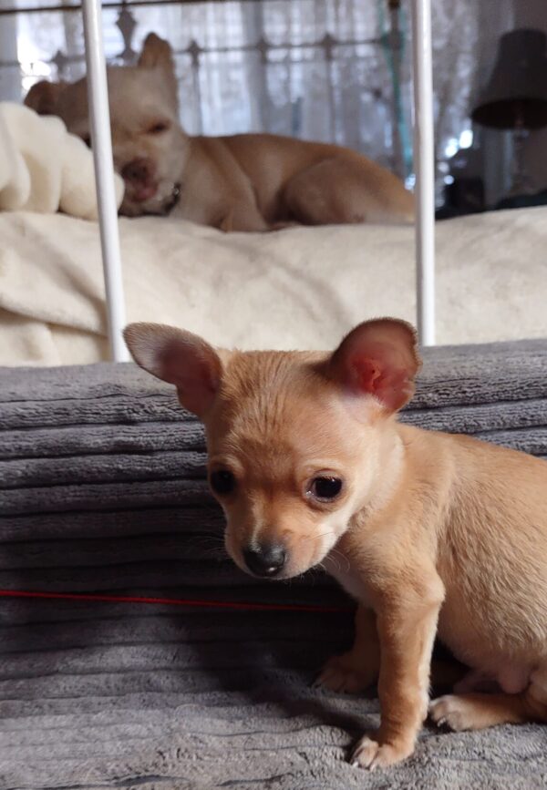 Ms. Peaches & Mr. Pickles