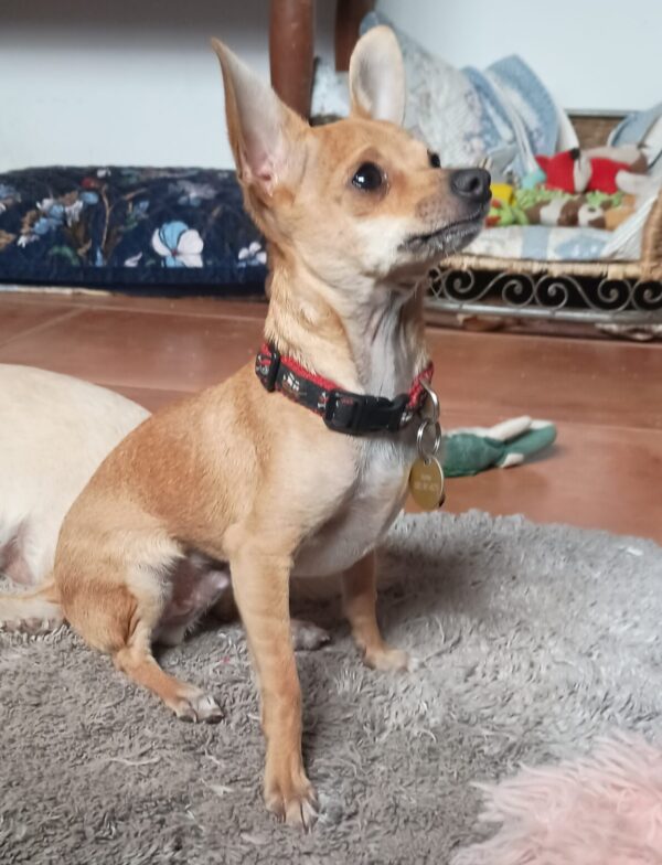 Mr. Pickles