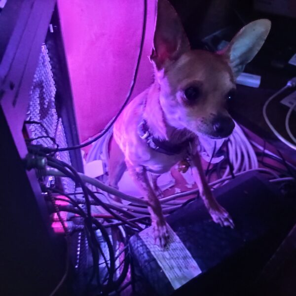 Mr. Pickles