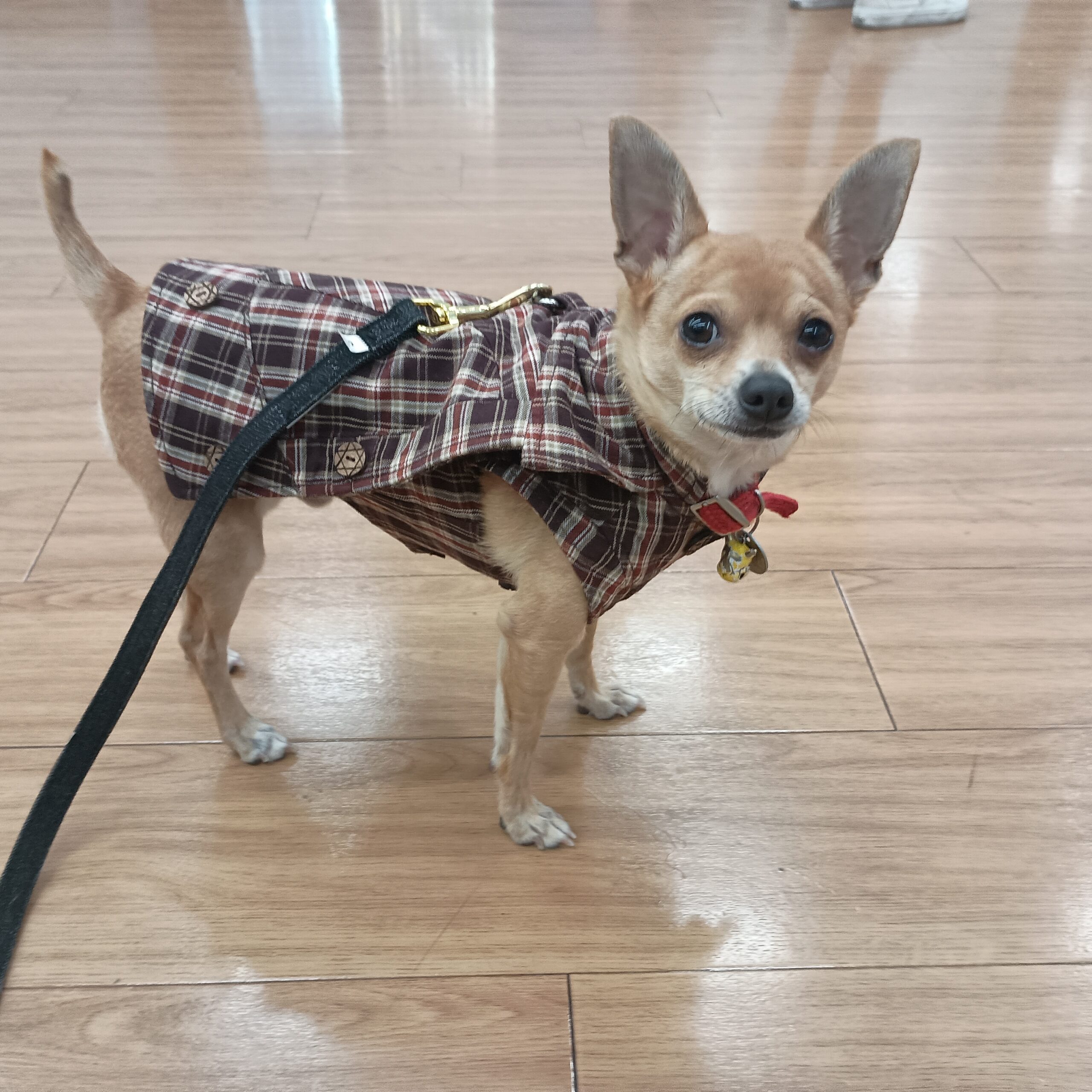 The Highlander Cape