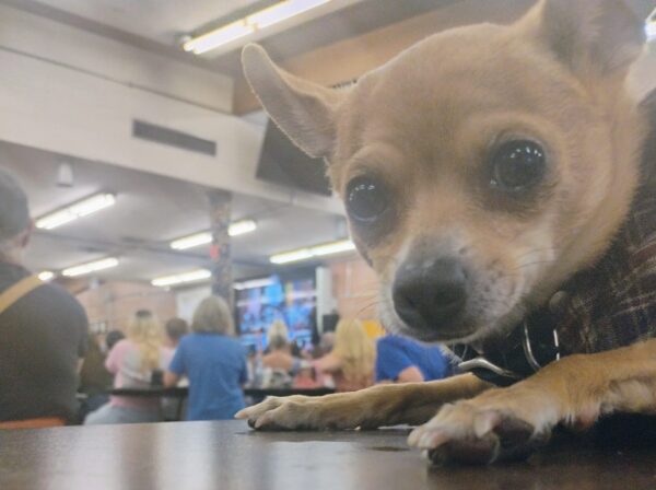 Mr. Pickles
