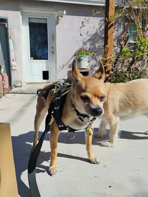 Steampunk Scout Harness