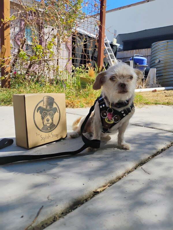 Steampunk Scout Harness