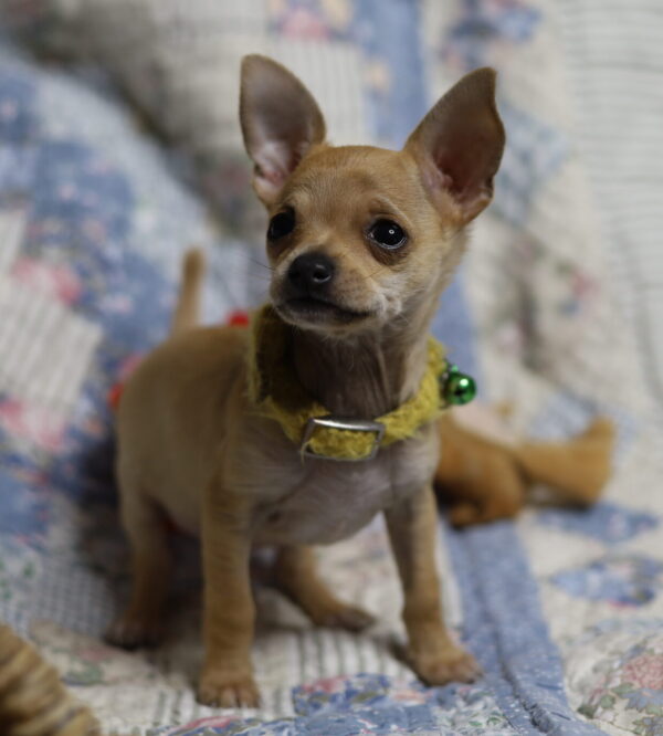 Mr. Pickles