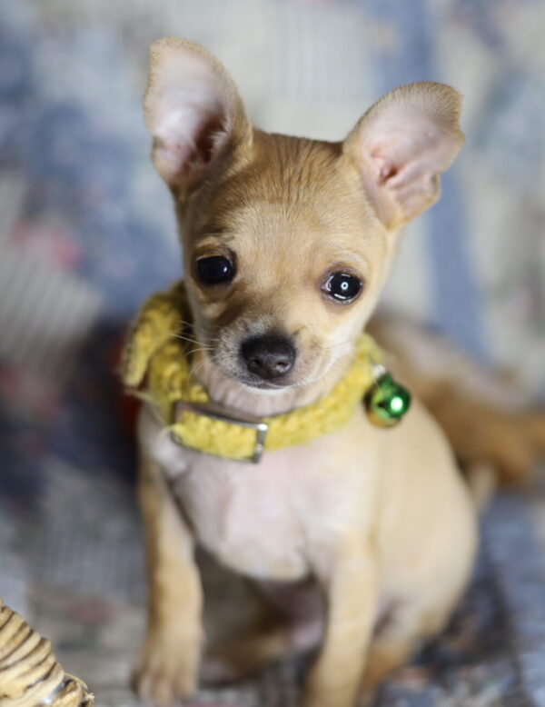 Mr. Pickles