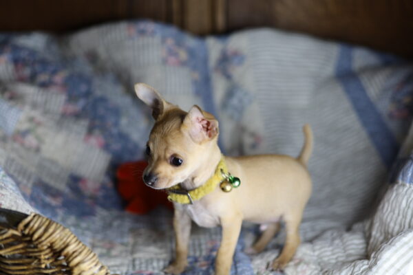 Baby Mr. Pickles