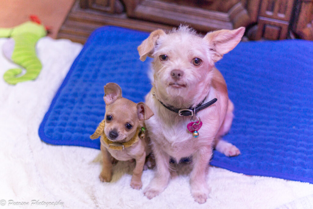 Mr. Pickles & Ms. Peaches