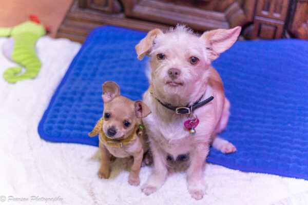 Mr. Pickles & Ms. Peaches