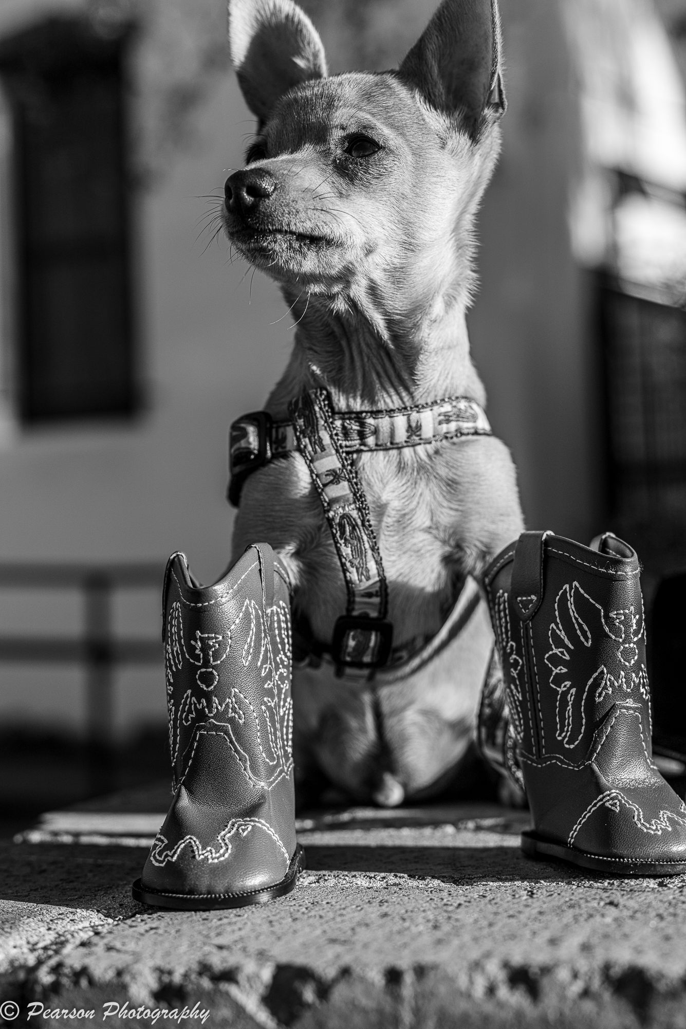 Mr. Pickles