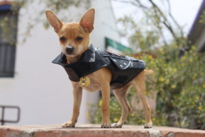 Mr. Pickles, vintage dog fashion. Vintage Dog Fashion by The Stylish Stray