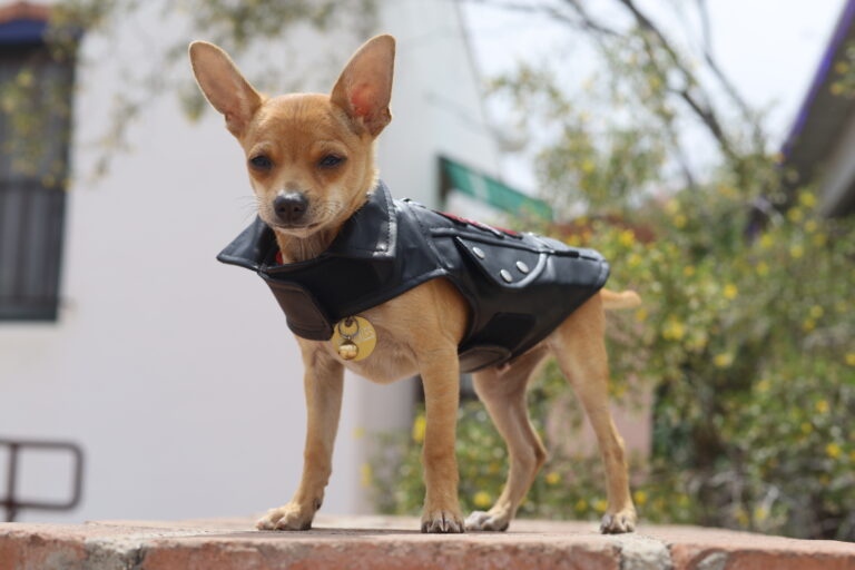 Mr. Pickles, vintage dog fashion. Vintage Dog Fashion by The Stylish Stray