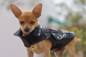 The Wild Wheeled Woof: Mr. Pickles’ Paw-some Road Trip.