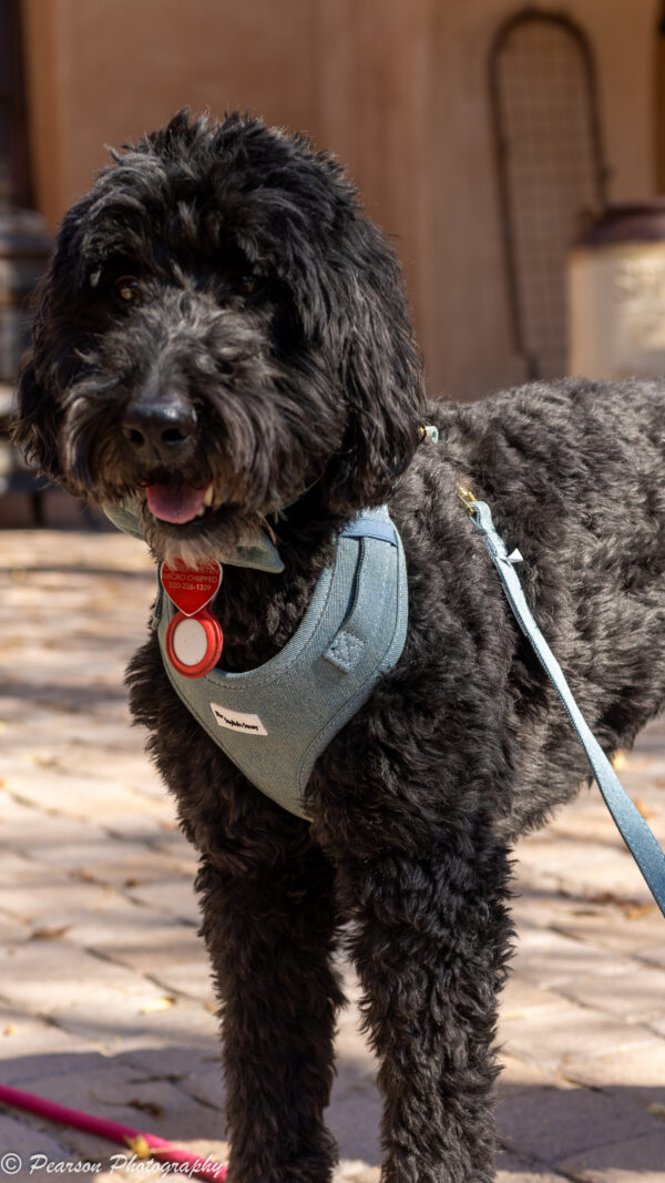 Victorian Vanguard Harness - Blue Denim Harness