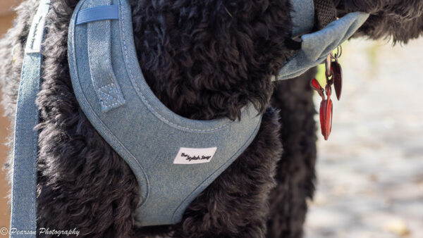 Victorian Vanguard Harness - Blue Denim Harness
