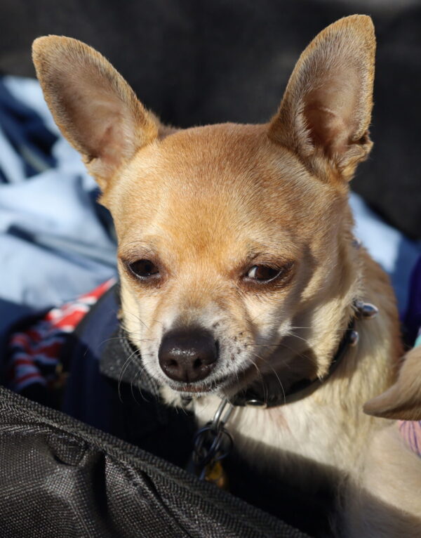 Mr. Pickles