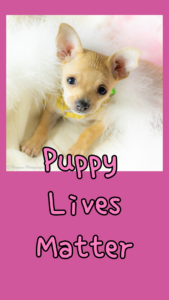 Puppy Lives Matter – A Fashion Stand-Off!