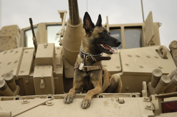 Mr. Pickles wish to be a military working dog