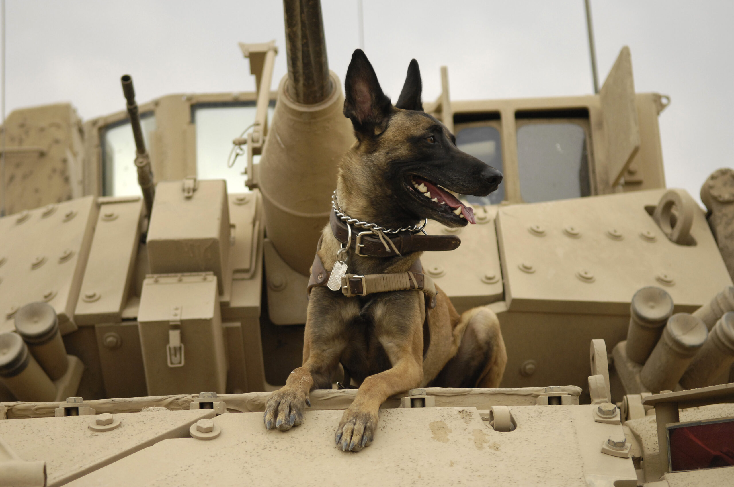 Mr. Pickles wish to be a military working dog